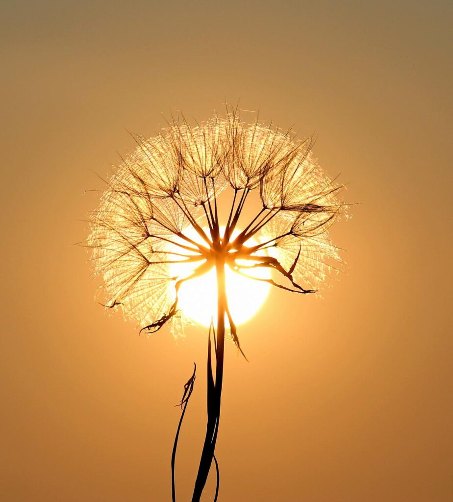 dandelion, sun, backlighting-1557110.jpg